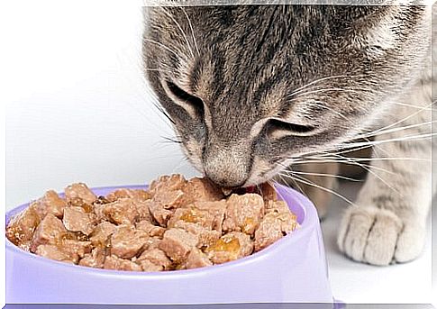 cat eating wet kibble