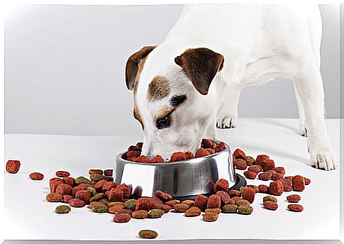 Find out why some dogs don't chew their food