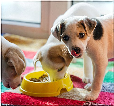 Por que os cães não mastigam?