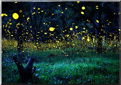 Fireflies: characteristics, food and habitat