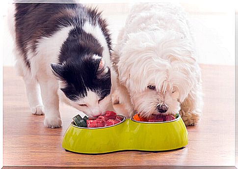 dog-and-cat food