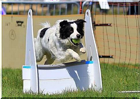 Flyball