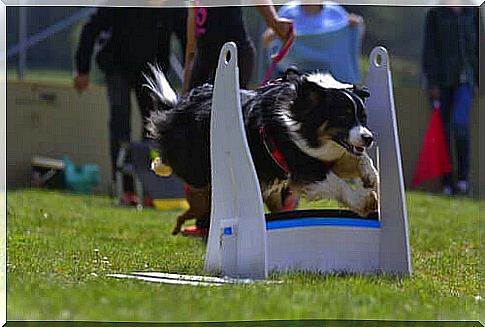 flyball