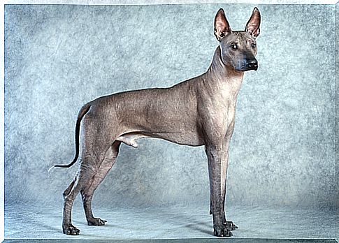 Xoloitzcuintle