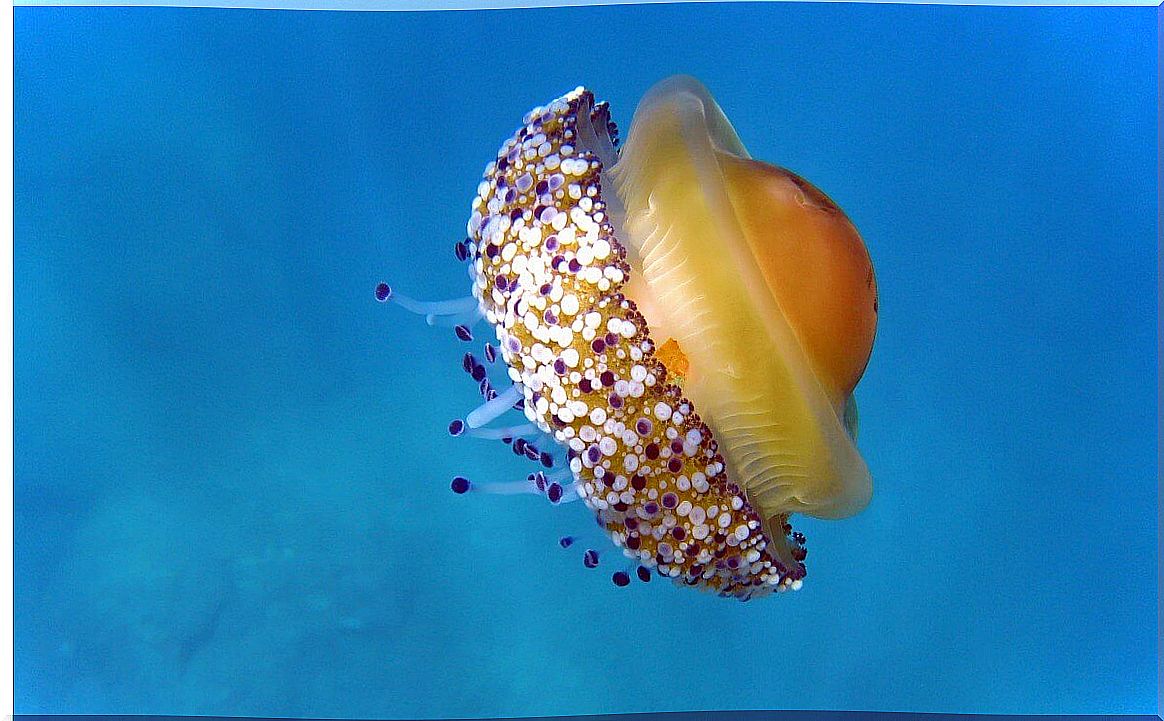 A fried egg jellyfish in the sea.