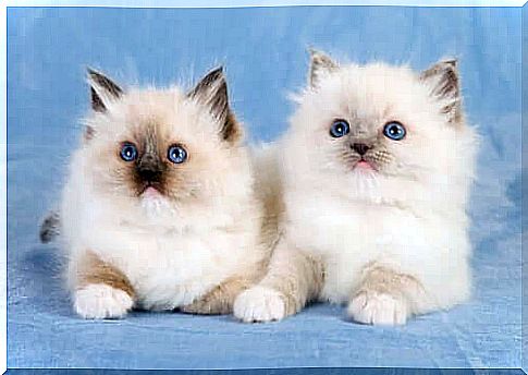 ragdoll cat couple