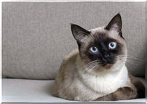 siamese cat on the sofa