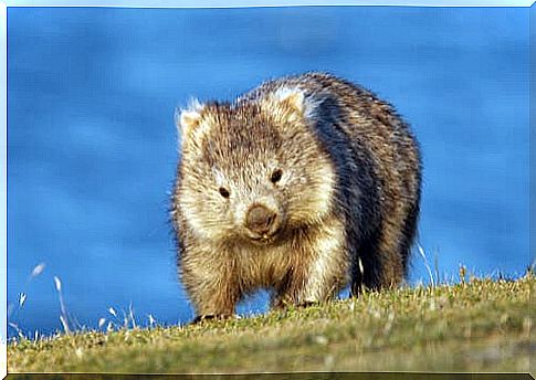 Curiosities about wombats