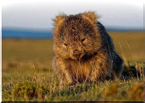 Curiosities about wombats