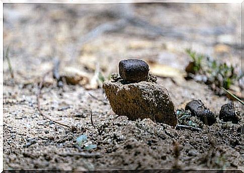 Curiosities about wombats