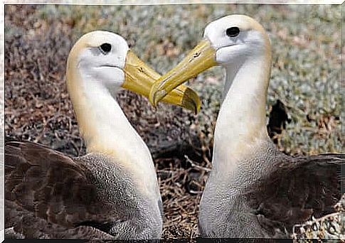 Galápagos Albatross: Learn all about this bird