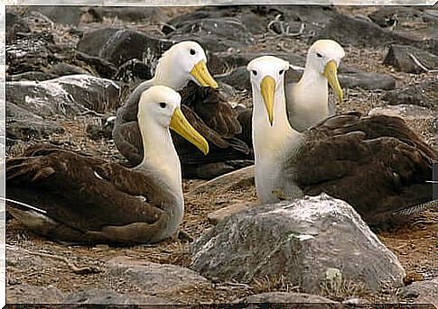 Albatroz-das-galápagos