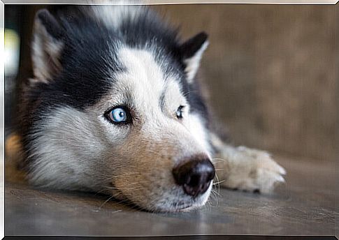 blue eyed dog