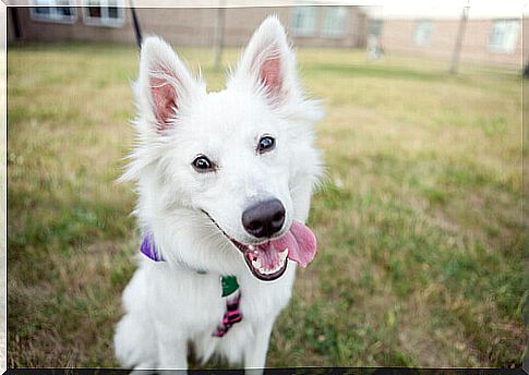 dog with the tongue hanging out