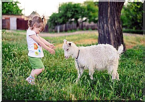 Goats prefer you to smile