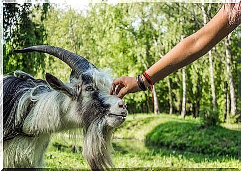 As cabras preferem os sorridentes