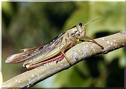 Grasshopper: a small insect with a voracious appetite