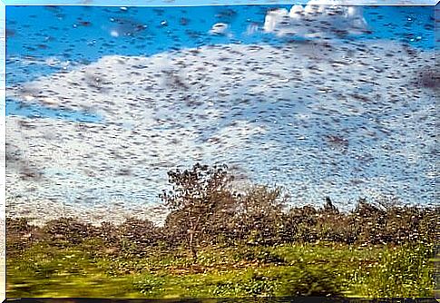 "cloud" of grasshoppers