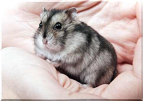 Hamster in its owner's hand