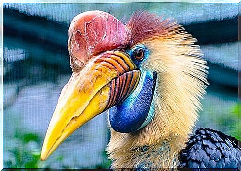 Helmet Hornbill: reproduction and characteristics