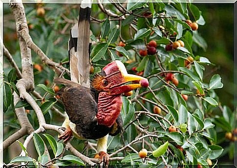 Ruffled hornbill, one of the helmeted hornbill species.