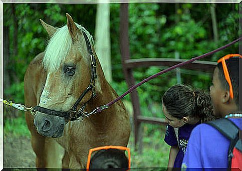 Hippotherapy: what is it for?