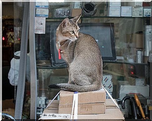 Hong Kong, the city in love with cats