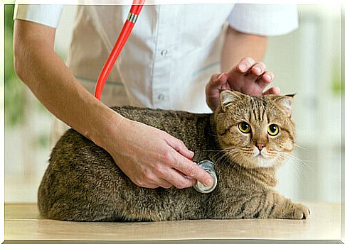 How to choose a veterinarian for my pet?