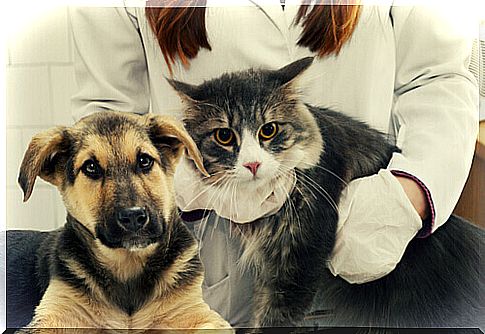 dog and cat at the veterinarian