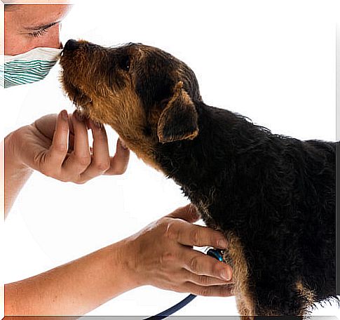 veterinarian examining dog