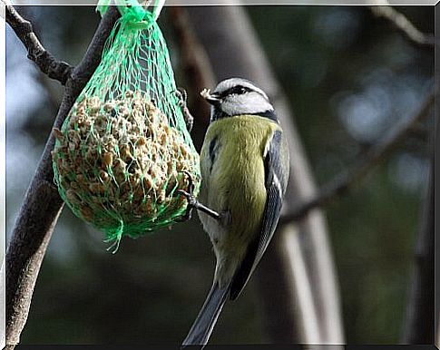 bird eating