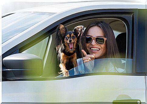 How to avoid animal sickness in the car