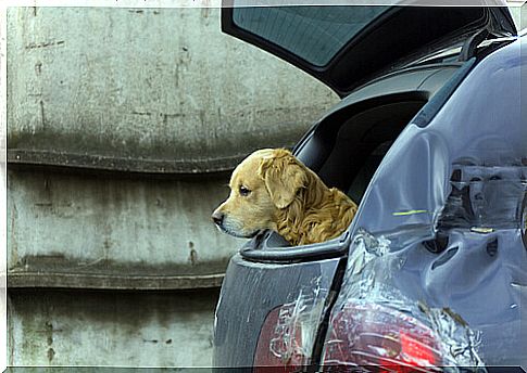 Viajar de carro com animal de estimação