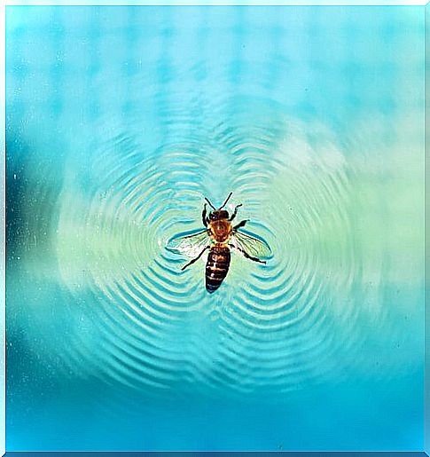 How to avoid insects in your pool