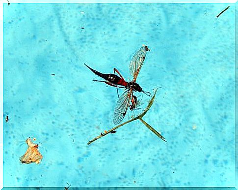 how to avoid insects in your pool: wasp