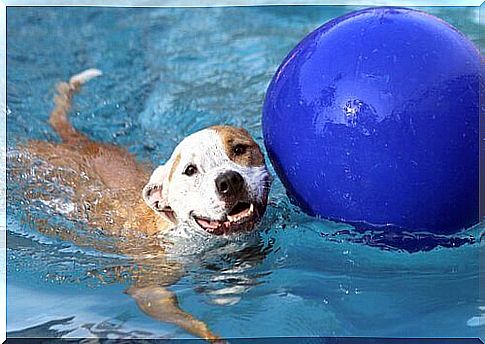 Dog with ball in the pool