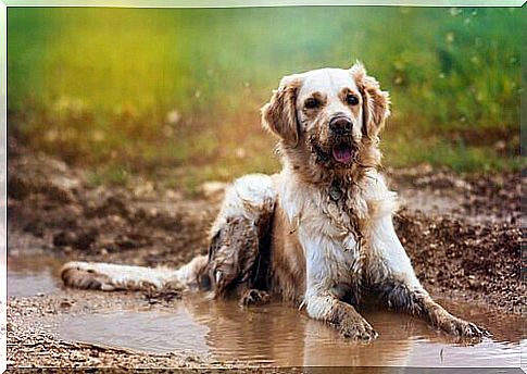 How to avoid the smell of wet dog?