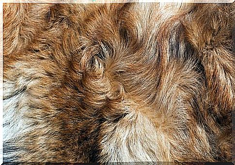 Dog fur