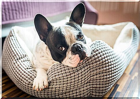 How to choose the best bed for your dog