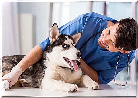 dog and veterinarian