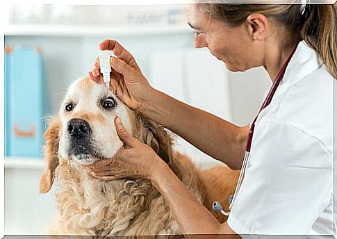 take care of the dog's eyes