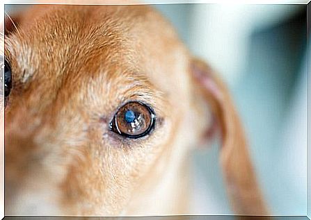 how-to-clean-eyes-dogs