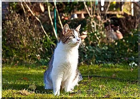 manter os gatos seguros ao ar livre 