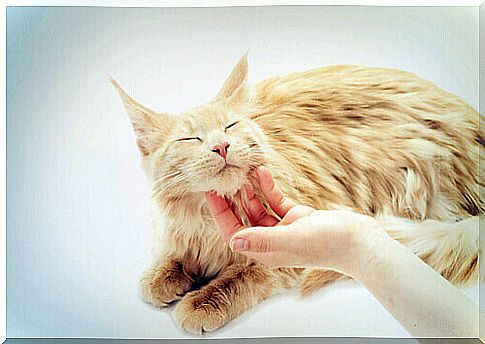 How to pet a cat correctly