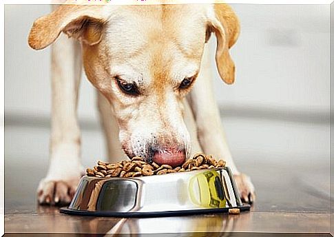 Labrador comendo ração