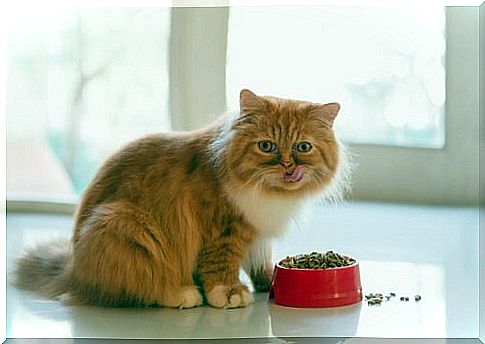 cat eating dry food