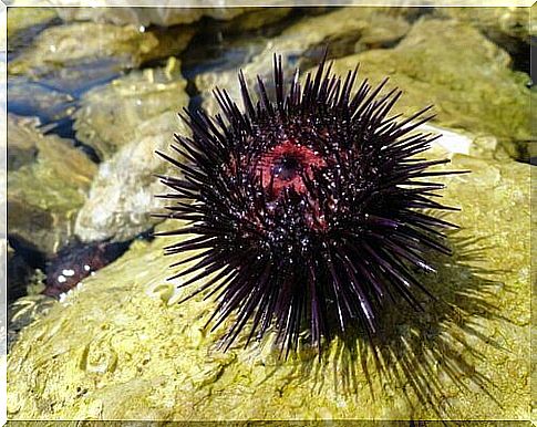 sea ​​urchin