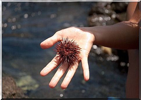 sea ​​urchin sting