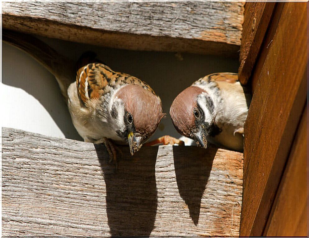 How to scare off the birds?