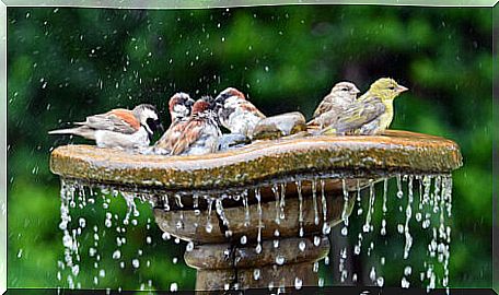 Some birds bathe in a fountain.